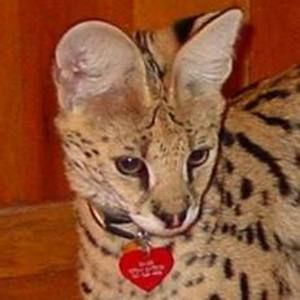 Meet your Posher, Danica